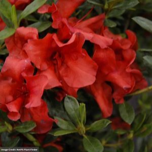 Azalea – Encore® Autumn Bravo® – #3 Container