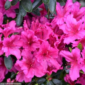 Azalea – Girard’s Fuchsia – #5 Container