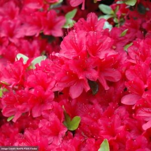 Azalea – Hino Crimson – 18-24″ – #3 Container