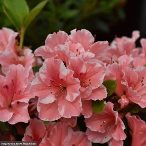 Azalea – Encore® Autumn Sunburst® – #3 Container