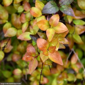 Abelia - Canyon Creek - #3 Container