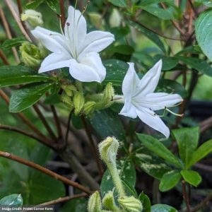 Azalea – Viscosum – #3 Container