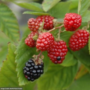 Blackberry – Black Satin Thornless – #1 Container