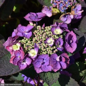 Hydrangea Serrata – Tuff Stuff Top Fun® – #3 Container