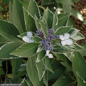 Hydrangea Macrophylla – Light O Day – #3 Container
