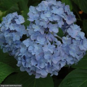 Hydrangea Macrophylla – Nikko Blue – #3 Container