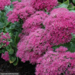 Stonecrop (Sedum) – Neon – #2 Container