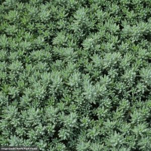 Stonecrop (Sedum) – Blue Spruce – 4.5″ Pot