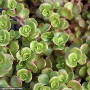 Stonecrop (Sedum) – Coral Reef – 4.5″ Pot