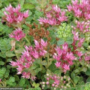 Stonecrop (Spurium Sedum) – John Creech – 4.5″ Pot