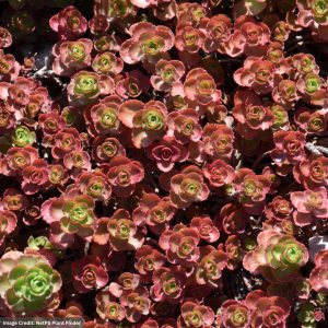 Stonecrop (Sedum) – Dragon’s Blood – 4.5″ Pot