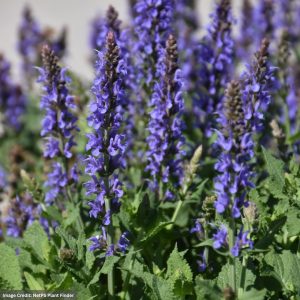 Meadow Sage (Salvia Sylvestris) – Blue Hill – #1 Container
