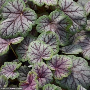 Coral Bells (Heuchera) – Green Spice – #1 Container