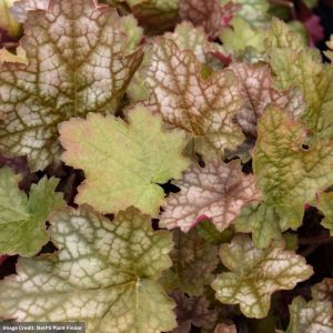Coral Bells (Heuchera) – Ginger Ale – 4.5″ Pot