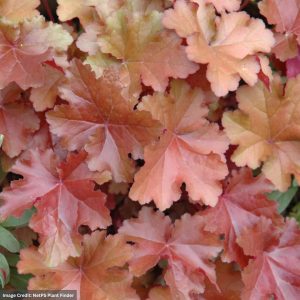 Coral Bells (Heuchera) – Mahogany – #1 Container