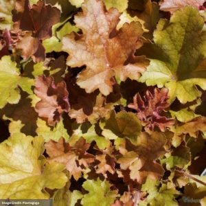 Coral Bells (Heuchera) – Mango – 1QT Container