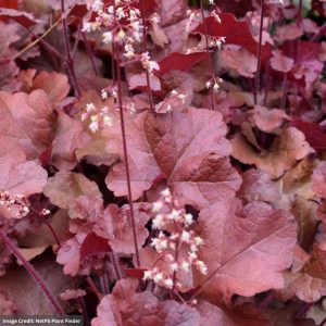 Coral Bells (Heuchera) – Red Sea – #1 Container