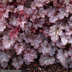 Coral Bells (Heuchera) – Plum Pudding – #1 Container