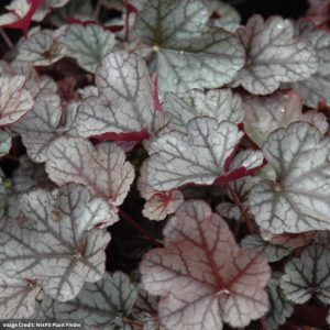 Coral Bells (Heuchera) – Silver Scrolls – #1 Container