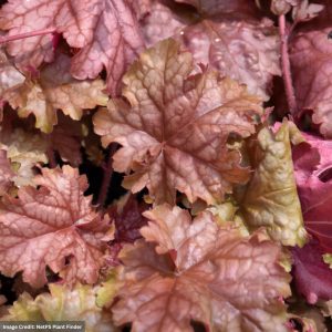 Coral Bells (Heuchera) – Carnival Peach Parfait – 4.5″ Pot