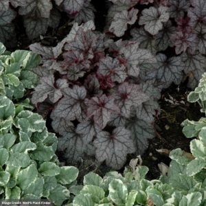 Coral Bells (Heuchera) – Carnival Plum Crazy – 4.5″ Pot