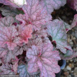 Coral Bells (Heuchera) – Kira™ Purple Rain Forest – 4.5″ Pot
