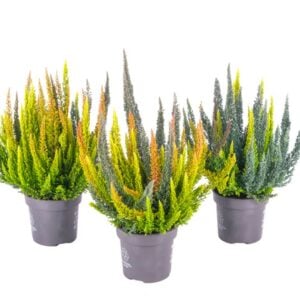 Calluna (Heather) - Skyline® Trio - 6" Pot