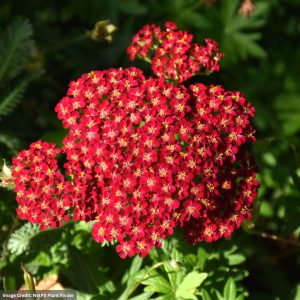 Yarrow (Achillea) - Red Velvet - #2 Container