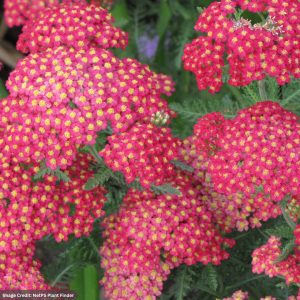 Yarrow (Achillea) - Paprika - #2 Container