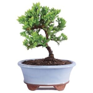 Bonsai – Green Mound Juniper – 3 yrs