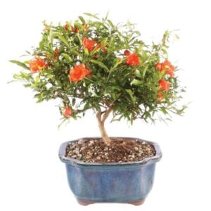 Bonsai – Small Pomegranate – 3 yrs