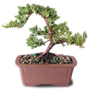 Bonsai – Green Mound Juniper – 4 yrs