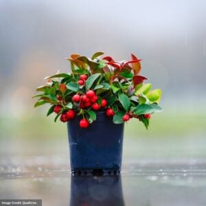 Wintergreen (Gaultheria Procumbens) – 4″ Pot