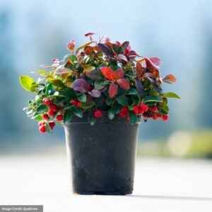 Wintergreen (Gaultheria Procumbens) – 6″ Pot