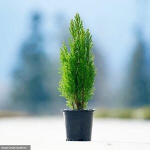 Cypress (Ellwoodii) – Dark Green – 4″ Pot