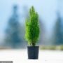 Cypress (Ellwoodii) – Dark Green – 4″ Pot