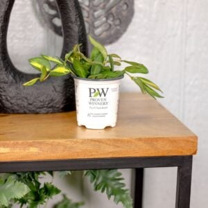 Hoya (Wax Vine) – Endless Cascades® Sea Stones™ – 3.5″ Pot