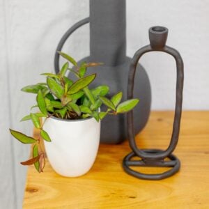 Hoya (Wax Vine) – Endless Cascades® Adrift™ – 3.5″ Pot