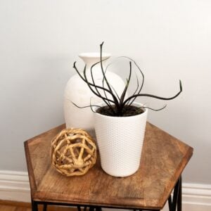 Alocasia – Mythic® Tentacular™ – 5″ Pot