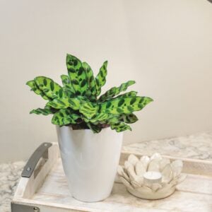 Calathea – Color Full® Insignis – 5″ Pot