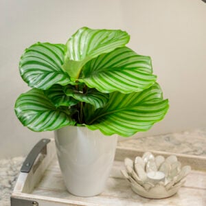 Calathea – Color Full® Orbifolia – 7″ Pot