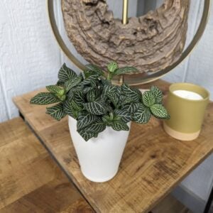Fittonia – Network News™ Late Night™ – 3.5″ Pot