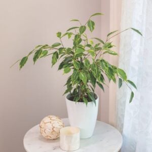 Ficus – Cling-On® Anastasia Weeping Fig – 5″ Pot