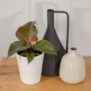 Philodendron – Prismacolor™ Ruby Ripcurl™ – 5″ Pot