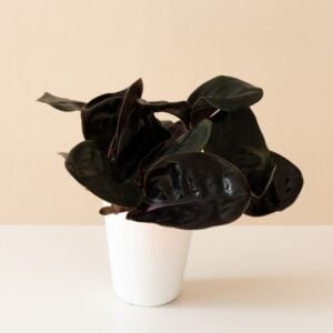Geogenanthus Ciliatus – Jungle Diva™ Leila™ – 5″ Pot
