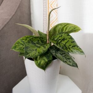 Homalomena – StyleLush™ Uplift™ – 5″ Pot