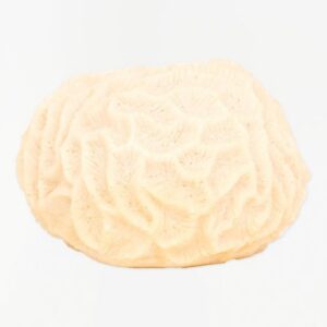 Coral Lamp – Batela – Battery Operated – 5″