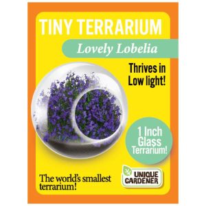 Tiny Terrarium – Lovely Lobelia