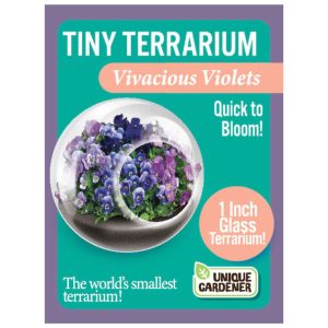 Tiny Terrarium – Vivacious Violet