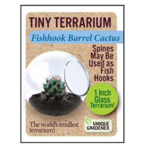 Tiny Terrarium – Fishhook Barrel Cactus